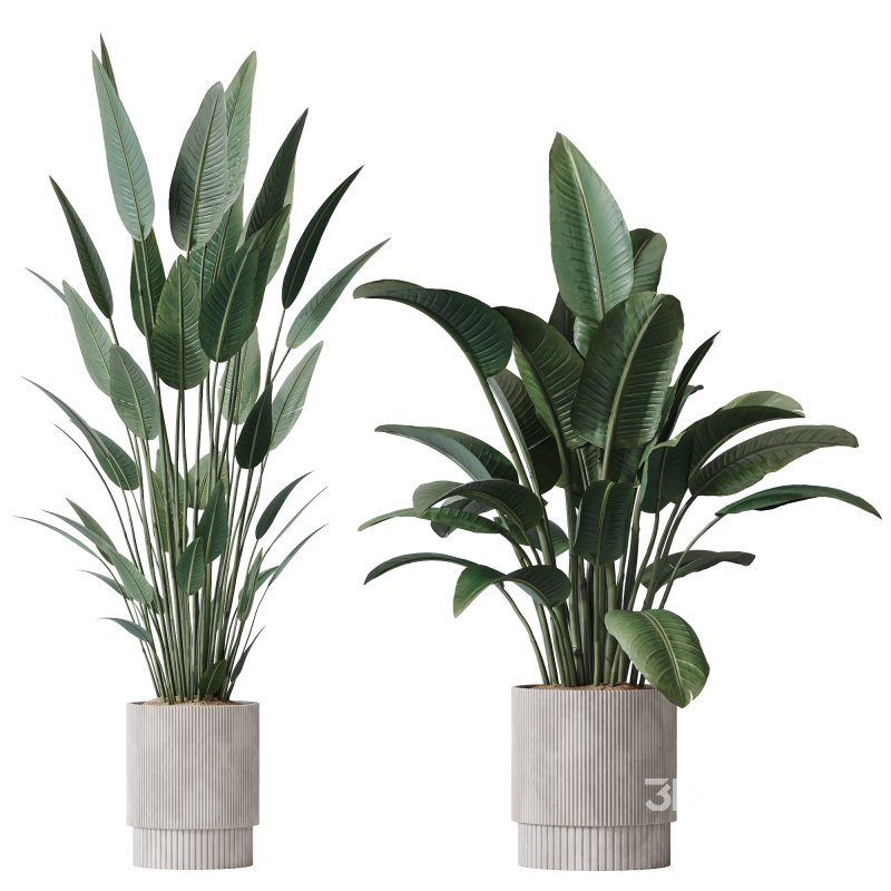 AV Indoor Plants Set 370 ParadiseBird and Zamiifolia and Ficus Microcarpa and olive Image 4