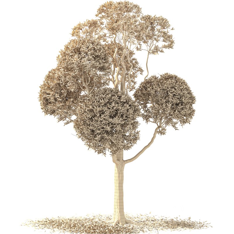 Autumn Shaped Tree Image 1