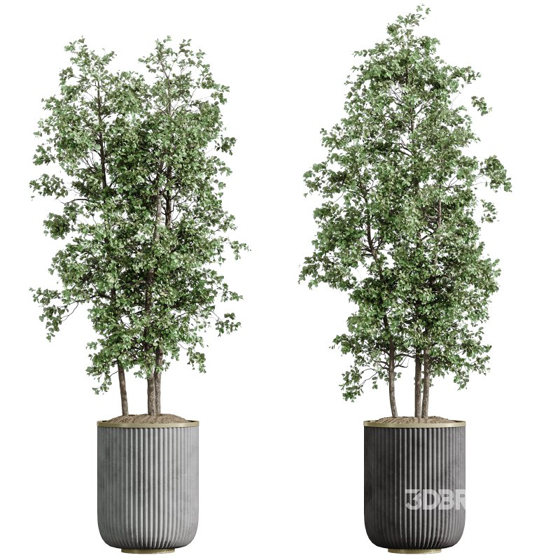AV Indoor Plants Set 398 Olive and Swiss Cheese and Ficus lyrata Fiddle Image 2