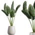 AV Indoor Plants Set 382 Orange Tree and Yucca and Japandi Decorative and Cunjevoi Alocasia - Thumbnail 6