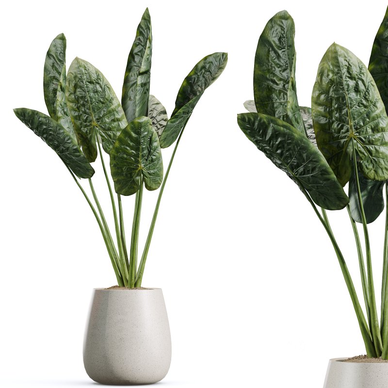 AV Indoor Plants Set 382 Orange Tree and Yucca and Japandi Decorative and Cunjevoi Alocasia Image 6