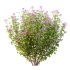 Spirea Japonica Bush 01 - Thumbnail 6