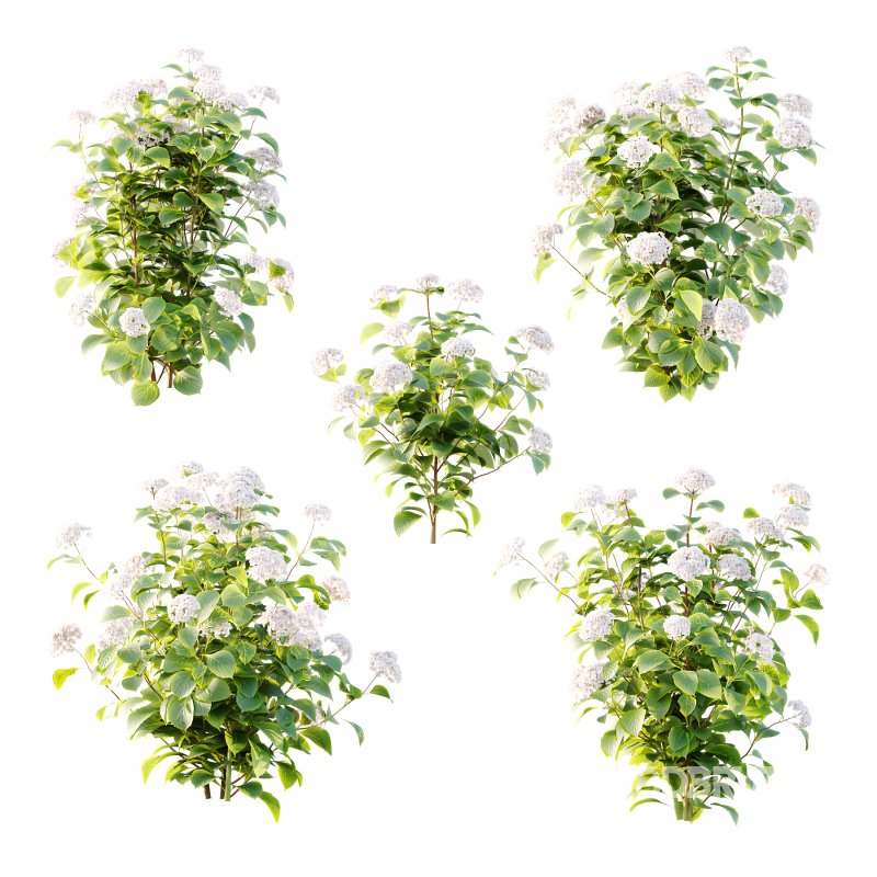 hydrangea arborescens Bush 09 Image 6