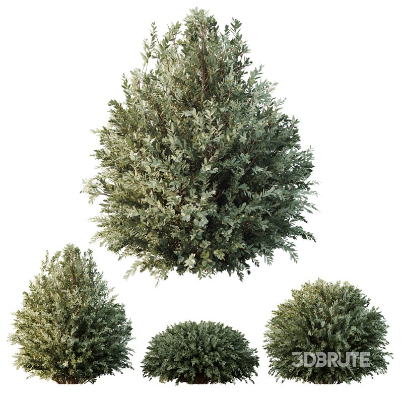 AV Montra Olive Bush and Gray Box Westringia Fruticosa Coastal Rosemary Image 1