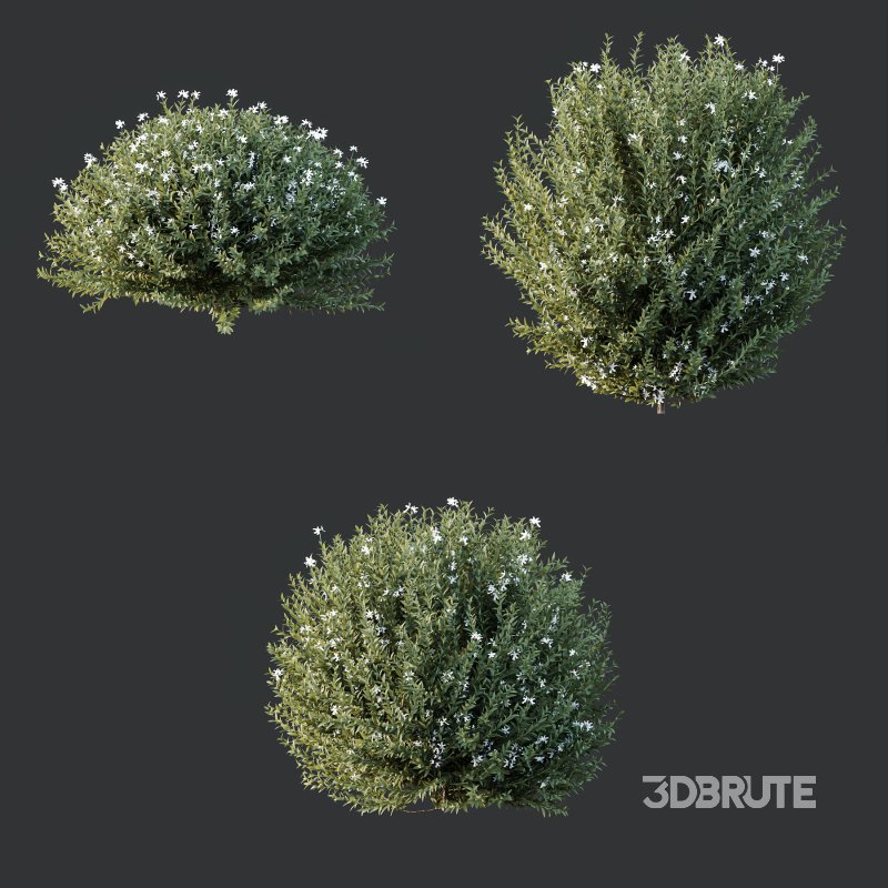 ntal shrubs designed for realistic landscape and architectural visualization. Image 5