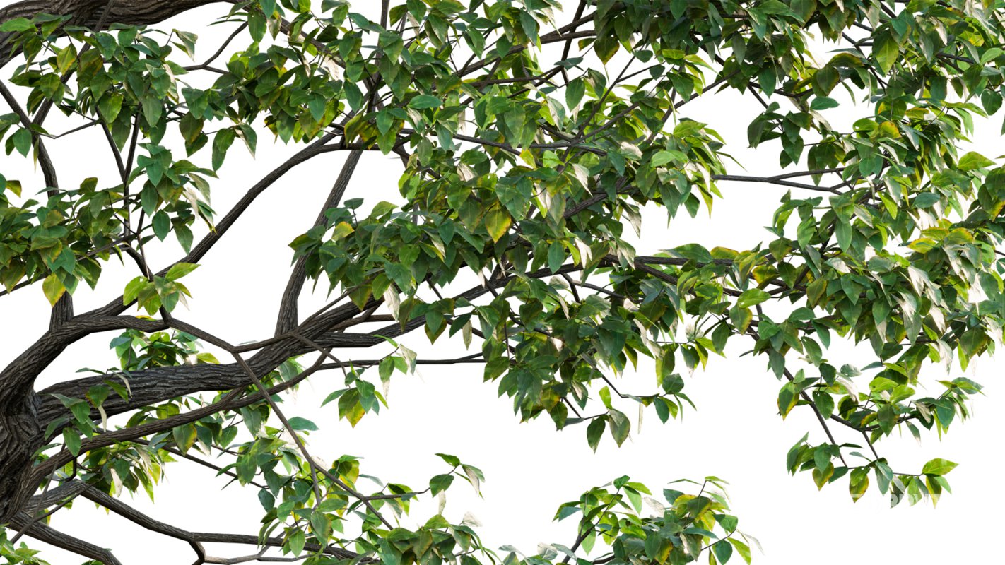 Collection 18 – Chinese garden Image 11