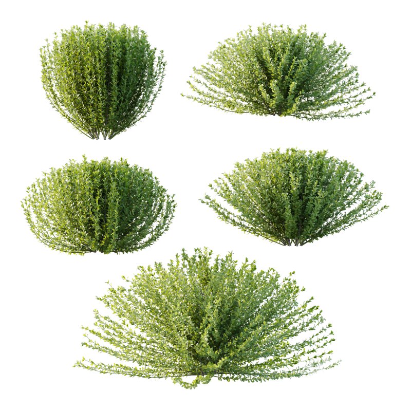 Leucophyllum frutescens Bush 02 Image 6