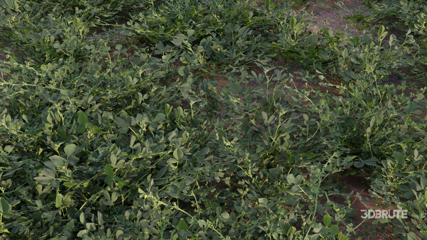 Collection 18 – Chinese garden Image 22