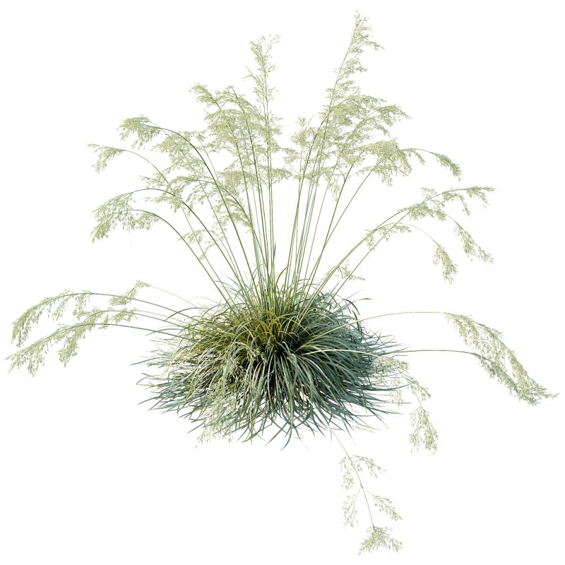 ntal grasses used in landscaping and architectural projects. With tall, elegant stems and fine golden seed heads that sway gracefully, this plant adds movement and texture to any scene. Native to the Mediterranean, it is celebrated for its drought tolerance and striking golden plumes that create a dramatic focal point in gardens, courtyards, or outdoor visualizations. Optimized with clean topology and high-resolution textures, this model ensures photorealistic results in both close-up and wide landscape renders. Image 1