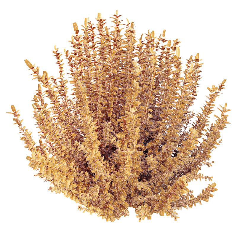 AV 6 different spring bushes Calluna Vulgaris Helena Summer Broom Heather Garden Girls Image 8