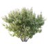 Leucophyllum frutescens Bush 08 - Thumbnail 4