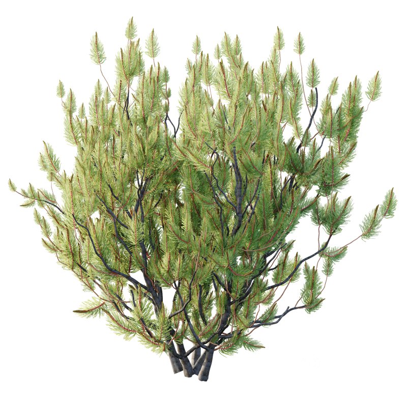 Pinus Mugo plant 04 Image 4