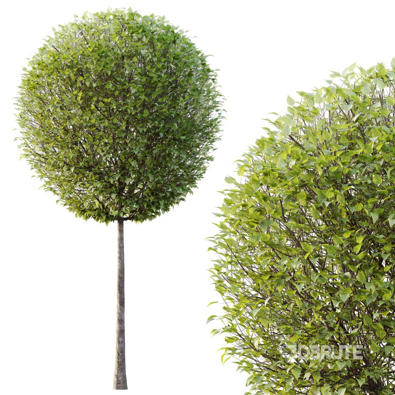 Lilac Syringa Vulgaris Tree 02 Image 6