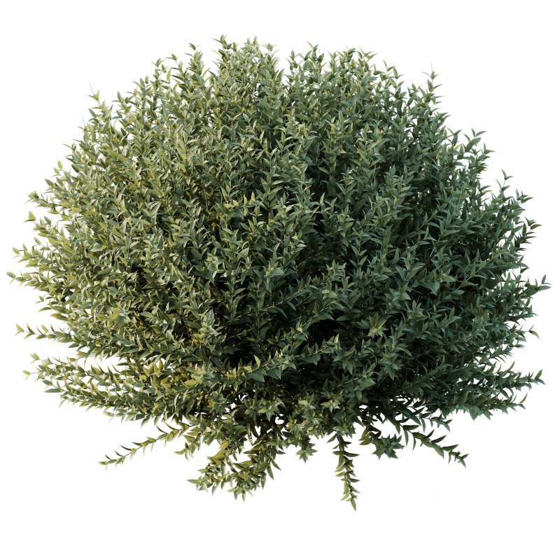 AV Gray Box Westringia Fruticosa Coastal Rosemary bushes Image 3