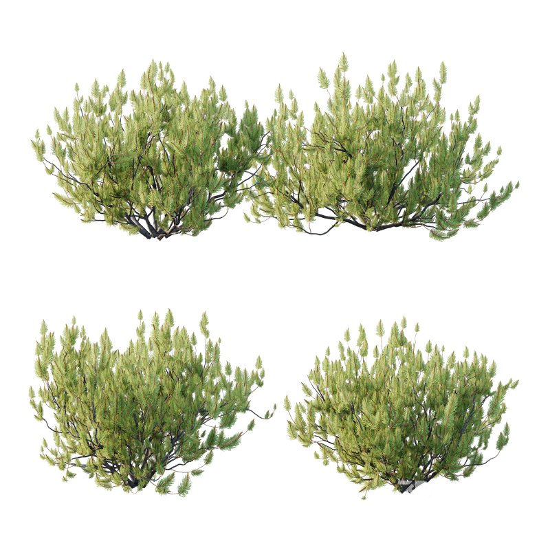 Pinus Mugo plant 05 Image 2