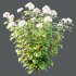 hydrangea arborescens Bush 01 - Thumbnail 5