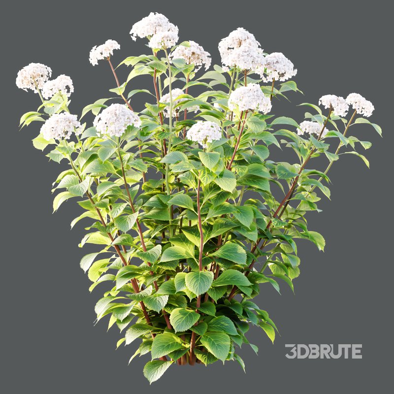 hydrangea arborescens Bush 01 Image 5