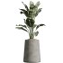 AV Indoor Plants Set 400 Japandi Decorative and Dracaena Warnecki and Bird Of Paradise and Mission Olive - Thumbnail 3
