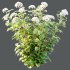 hydrangea arborescens Bush 01 - Thumbnail 4