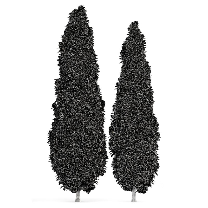 AV Water gum and Mediterranean Cypress 3Trees Image 7