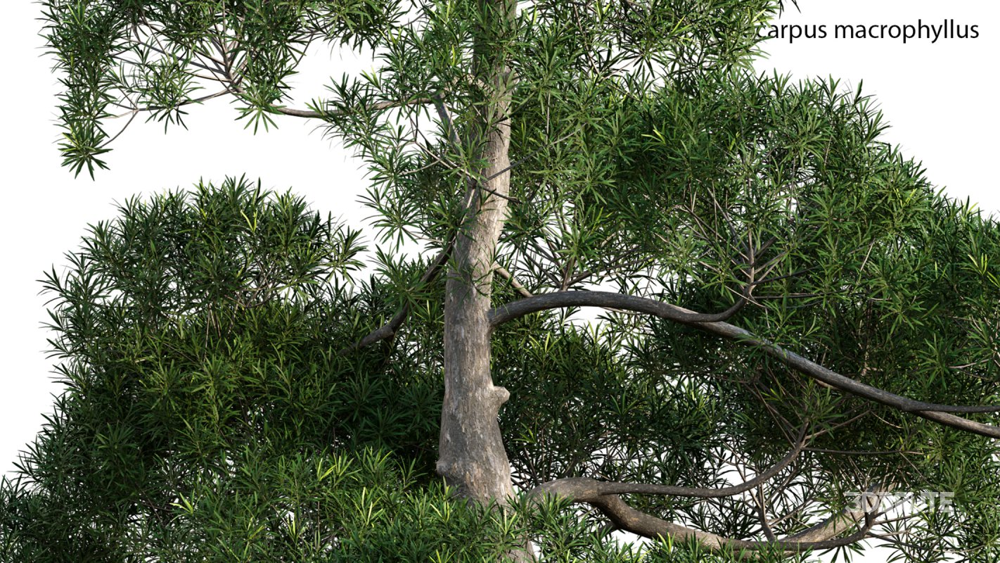 Collection 19 – Japanese garden Image 49