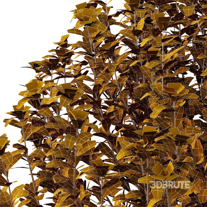 Leucophyllum frutescens Bush 10 Image 3