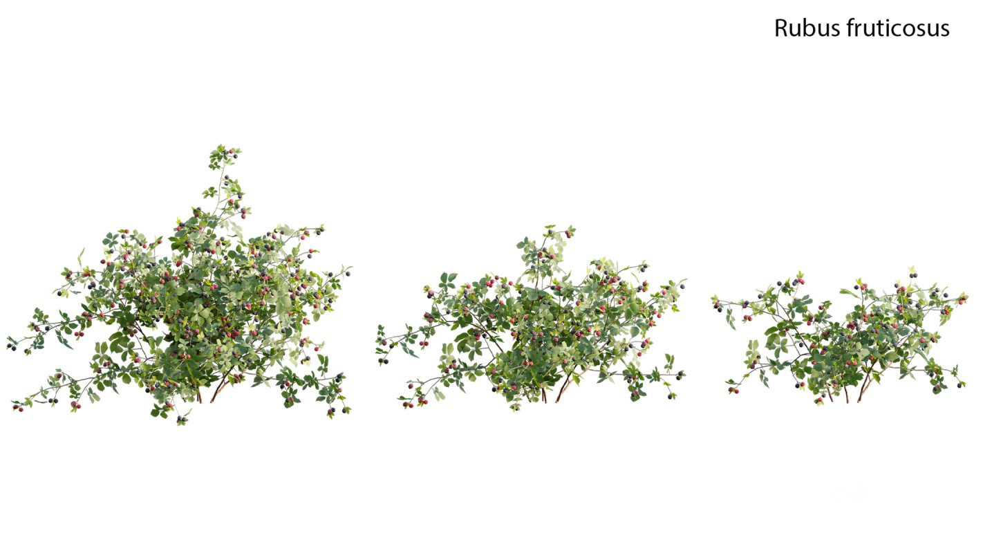 Collection 18 – Chinese garden Image 33