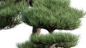 Collection 19 – Japanese garden - Thumbnail 39