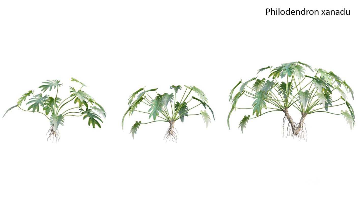 Collection 19 – Japanese garden Image 31