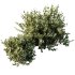 ntal olive shrubs designed for realistic architectural visualization and Mediterranean landscape rendering. - Thumbnail 2