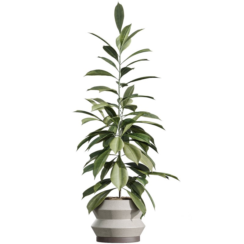 AV Indoor Plants Set 380 Ficus Cyathistipula and Ficus Marginata and Yucca and Olive Image 6