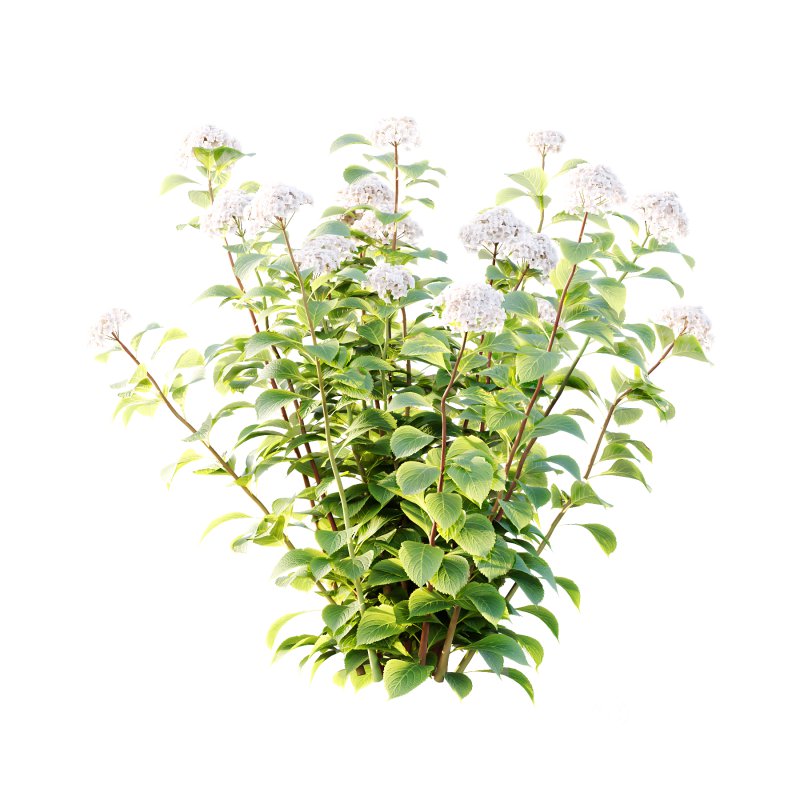 hydrangea arborescens Bush 01 Image 1