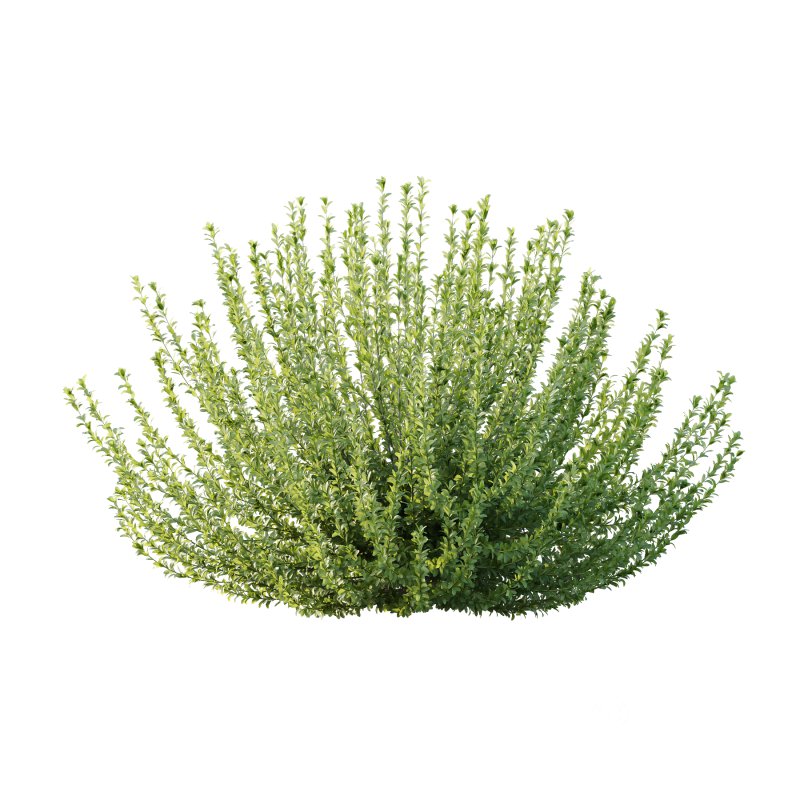 Leucophyllum frutescens Bush 03 Image 1