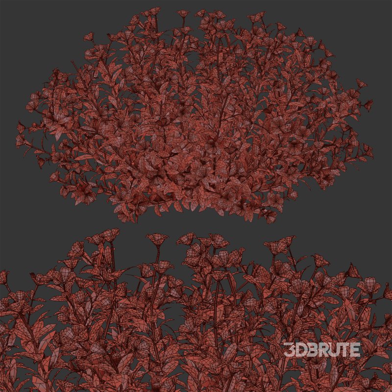 Multicolor Phlox Bush Arrangement Image 3