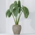 AV Indoor Plants Set 394 Cyara Palm and Mission olive and Elegant Monstera and Cunjevoi Alocasia - Thumbnail 5