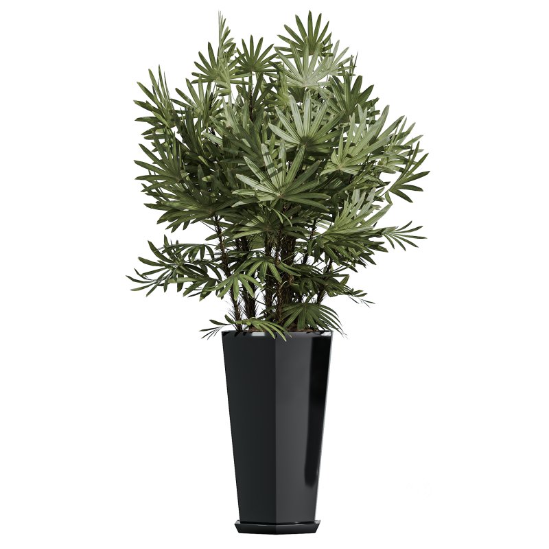 AV Indoor Plants Set 356 ParadiseBird and Arbequina Olive and Areca Palm and Rhapis Excelsa Image 4