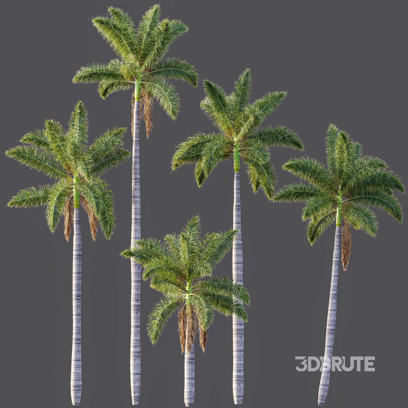 AV Roystonea Regia trees Image 6