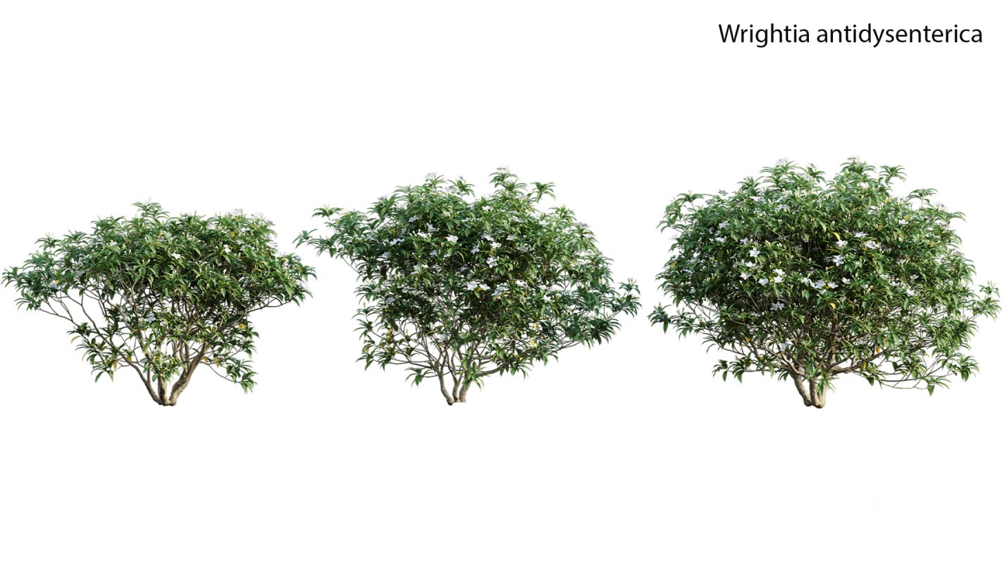 Collection 19 – Japanese garden Image 52