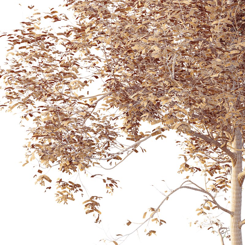 AV Plants Ash Tree10 Image 4