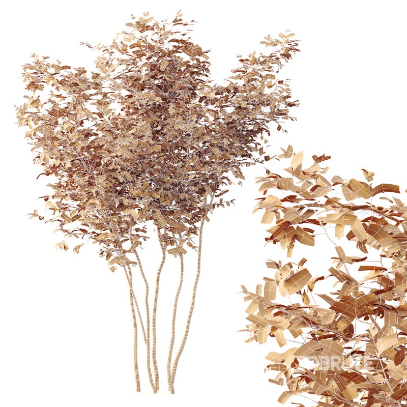 AV Plants Bush Small Image 4