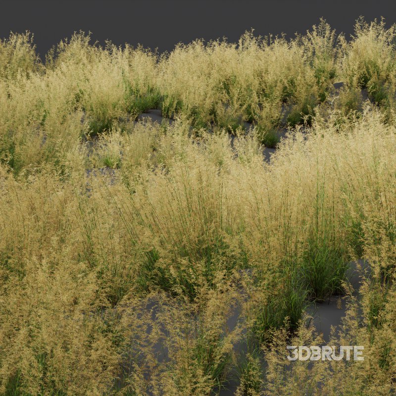 ntal grass prized for its tall, arching stems crowned with golden seed heads. This 3D model set includes six unique variations of the plant, meticulously designed to capture the natural elegance and movement of its fine, feathery plumes. Perfect for modern garden scenes, landscape visualizations, or architectural exteriors, each model brings depth, realism, and a gentle sense of motion to your render. Image 5