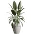 AV Indoor Plants Set 371 Japandi Decorative and Mandarin Citrus and Ficus microcarpa and Ficus Elastica - Thumbnail 1