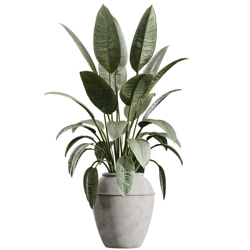 AV Indoor Plants Set 371 Japandi Decorative and Mandarin Citrus and Ficus microcarpa and Ficus Elastica Image 1