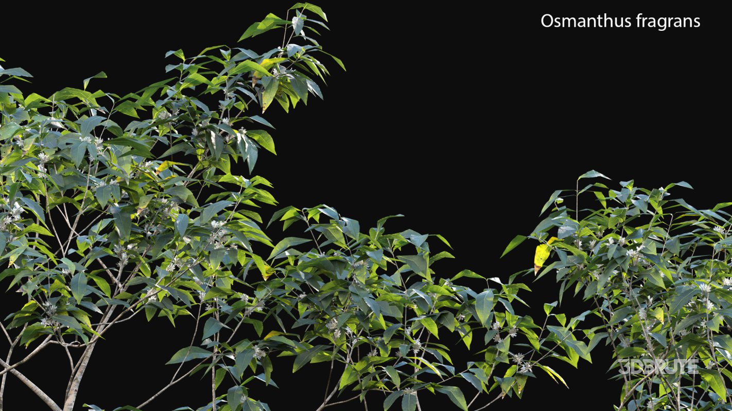 Collection 18 – Chinese garden Image 26