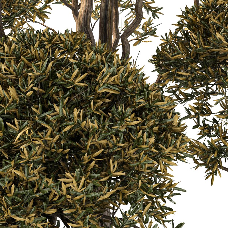 Autumn Shaped Tree Image 4