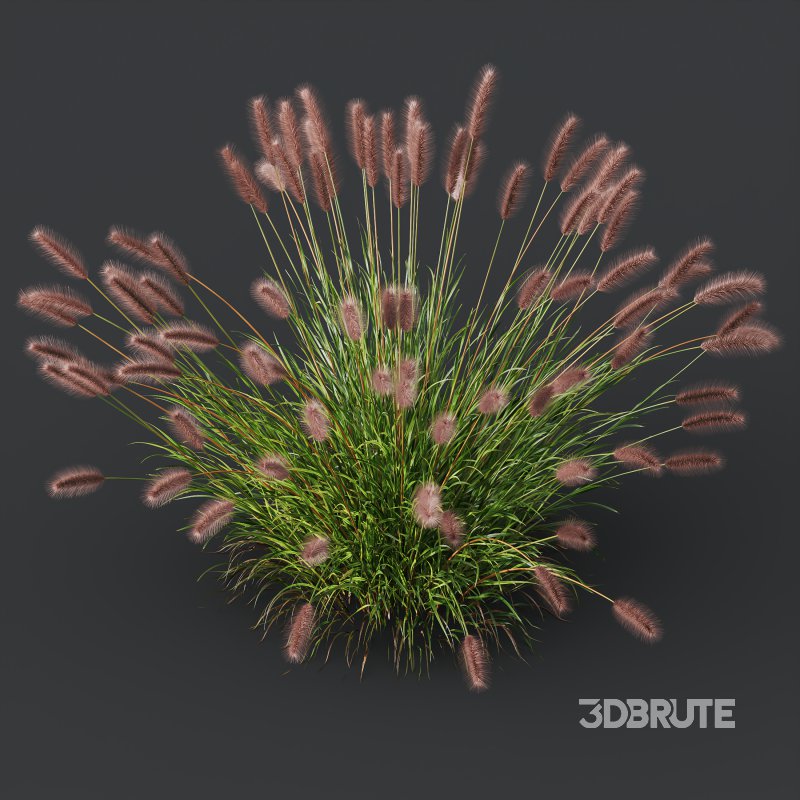 ntal fountain grass, designed for realistic exterior and landscape visualizations. Image 4