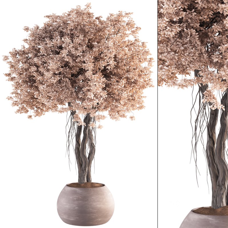 Indoor Plant Set 031 Image 1