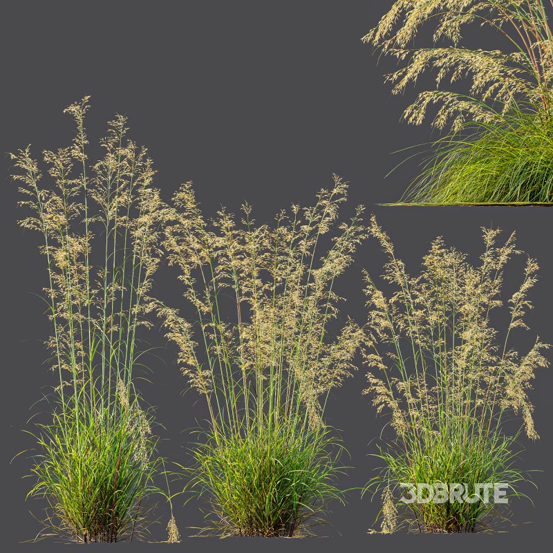 ntal grass prized for its tall, arching stems crowned with golden seed heads. This 3D model set includes six unique variations of the plant, meticulously designed to capture the natural elegance and movement of its fine, feathery plumes. Perfect for modern garden scenes, landscape visualizations, or architectural exteriors, each model brings depth, realism, and a gentle sense of motion to your render. Image 6
