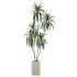 AV Indoor Plants Set 386 Warneckii Lemon and Ficus Cyathistipula and Cunjevoi Jardin and Olive Eucalyptus - Thumbnail 4