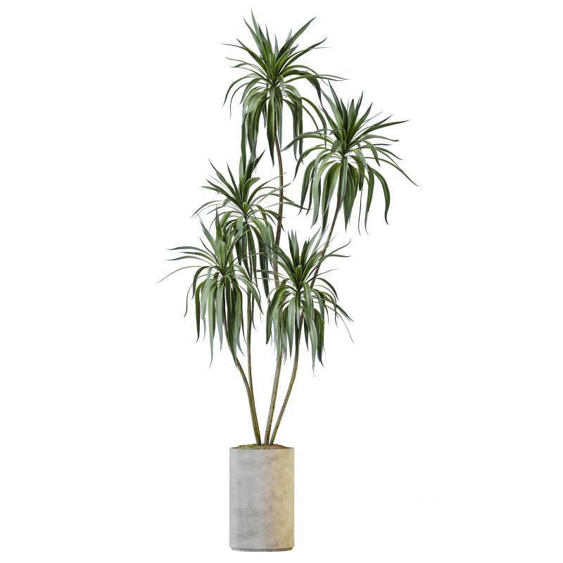 AV Indoor Plants Set 386 Warneckii Lemon and Ficus Cyathistipula and Cunjevoi Jardin and Olive Eucalyptus Image 4